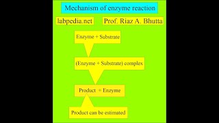 Enzymes in various diseases by labpedianet Prof Riaz A Bhutta Urdu Hindi [upl. by Noyart542]