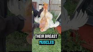 Boost muscle on broiler chickens for FREE [upl. by Miko]