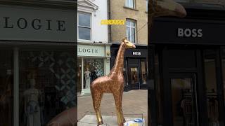 Giraffes of Cambridge visitengland england citywalk walkingtour auction [upl. by Atnoed]