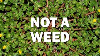 Purslane Is Not A Weed And It Could Save Your Life Best Salad Recipe [upl. by Burkle687]