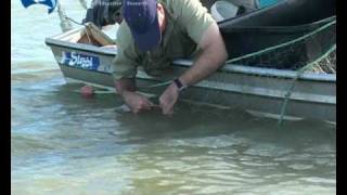 Sawfish Mythical creatures of northern Australia  Part 1 [upl. by Reinhold]