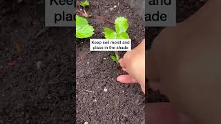 Rooting Strawberry Runners  Free Plants 🍓🌱 shorts [upl. by Eisiam]