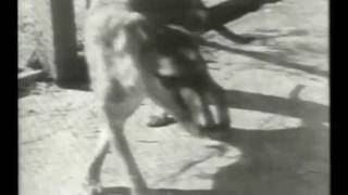 Tasmanian Tiger original zoo footage c1930 [upl. by Meri]