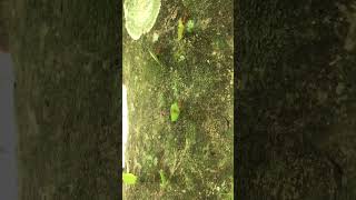 Leaf Cutter Ants ants tree costarica [upl. by Shaylynn]