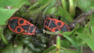 Rdeči škratec šuštar  Pyrrhocoris apterus Linnaeus 1758 [upl. by Aslam619]