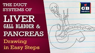 How to draw pancreas in easy steps human physiology class 11 Biology CBSE NCERT claaa 11 Science [upl. by Notneiuq216]