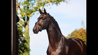 2020 Hannoveraner Hengst Revolution x Fürst Romancier [upl. by Everest]