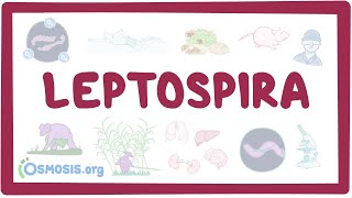 Leptospira  an Osmosis Preview [upl. by Oicapot590]