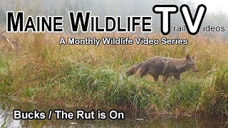 Maine BucksRut is OnCoyotesMaine Wildlife Trail Video  October 2023 [upl. by Okram]