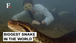 Gigantic New Anaconda Species Discovered in Amazon Rainforest [upl. by Wills901]