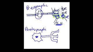 Presynaptic vs Postsynaptic Inhibition [upl. by Layap]