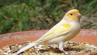 Kanarienvogel Gezwitscher Gesang [upl. by Prinz849]