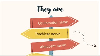 cranial nerves acting on the eye [upl. by Ahsitel593]