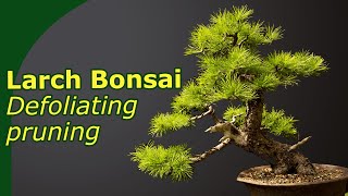 Spring maintenance of Larch Bonsai Pruning and defoliating [upl. by Oicirbaf]