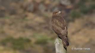 El busardo ratonero Buteo buteo Common buzzard [upl. by Aharon]