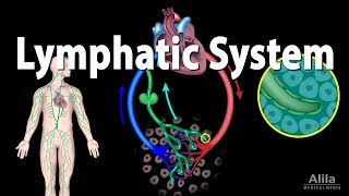 The Lymphatic System Overview Animation [upl. by Eetnuahs185]