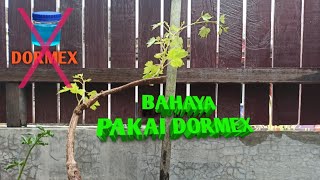 Bahaya Penggunaan Dormex Lihat Ini Sebelum Aplikasi Ke Tanaman Anggur Anda [upl. by Audrit637]