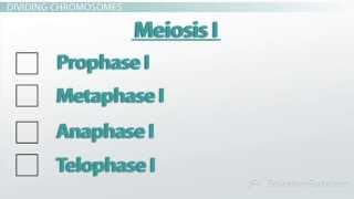 Meiosis I Reductional Cell Division [upl. by Creigh636]