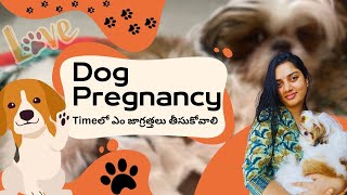 Dog Pregnancy care  ఎం జాగ్రత్తలు తీసుకోవాలి  Aadhya Paruchuri Vlogs [upl. by Llevel857]