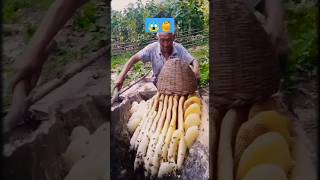 Giant beehive found 🐝🍯 trending shorts honey ArabsBoutoeq BeekeepinginMorocco [upl. by Gnidleif]