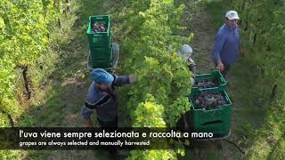 La vendemmia in Valpolicella [upl. by Favianus]