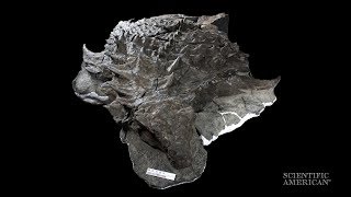 WellPreserved Armored Fossil Reveals Cretaceous Camouflage [upl. by Arretal]