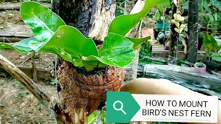 HOW TO MOUNT BIRDS NEST FERN  DIY PLANT WALL ART by ANAK BUKID [upl. by Zak385]