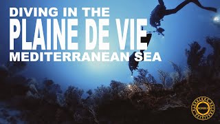 Plongée sur un sec  Plaine de vie septembre 2024 diveexplo360 [upl. by Brookes]