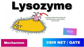 Lysozyme enzyme in Hindi  History Mode of action amp Mechanism [upl. by Eaner763]