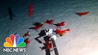 30 New DeepSea Creatures Discovered By Underwater Drone  NBC News [upl. by Shore38]