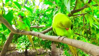 Parrot Video  Desi Tota  Ring Neck Parrots [upl. by Sadowski390]