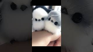 Cute birds Fluffy cute birds 🥰  cute birds cutebirds youtubeshorts shorts bird petbird [upl. by Lessig906]