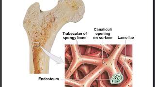 33 Compact and Spongy Bone Periosteum Endosteum [upl. by Kciderf773]