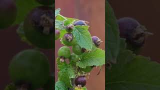 Blackcurrants Ripening 🫐 berry nature [upl. by Rupert91]