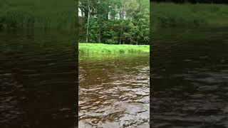 Fly fishing the Cocagne River New Brunswick Canada [upl. by Zulaledairam]