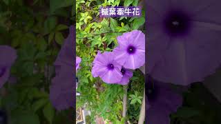 五爪金龍 Ipomoea cairica台灣牽牛花槭葉牽牛flowerstaiwan 202463 [upl. by Platon]