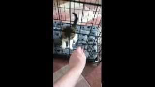 Kitten escapes new cage with ease [upl. by Eidnarb]