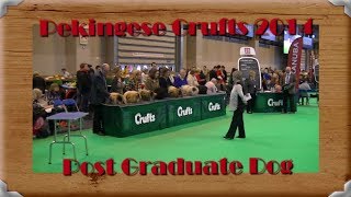 Pekingese Crufts 2014 Post Graduate Dog [upl. by Ahsaekal]