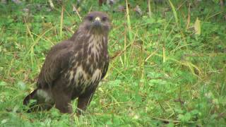 Poiana  Buzzard Buteo buteo [upl. by Aritak]