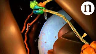 RNA interference RNAi by Nature Video [upl. by Ylen]