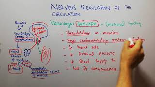 CVS physiology 118 Vasovagal syncope Emotional fainting [upl. by Aynekat]