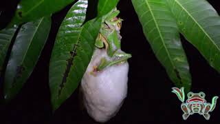 malabar gliding frog rhacophorus malabaricus Mating and nest building [upl. by Borreri468]