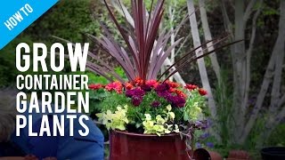 How To Grow Pot Plants in a Container Garden [upl. by Ahserkal]