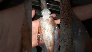 Squidward Chromatophores fishing fish animalsong viralmusic viralvideo music subscribe [upl. by Llemar]