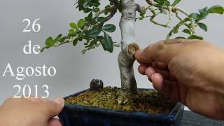 COMO SELLAR HERIDAS DE PODA EN UN BONSAI [upl. by Devine981]