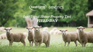 Low Input Progeny Test Field Day [upl. by Knute]