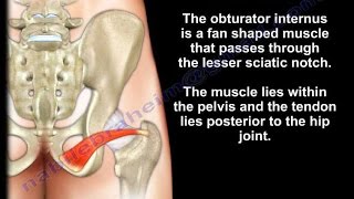 Anatomy Of The Obturator Internus Muscle  Everything You Need To Know  Dr Nabil Ebraheim [upl. by Annala]