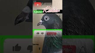 Kabutar 🕊️🕊️kabootar trending kabutar shortsviral Pigeon Trainingtournamentshortsviral [upl. by Stefanie]