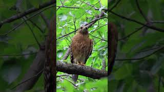 Redshouldered Hawk calls [upl. by Ettegroeg]