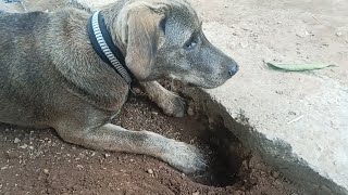 देखो आज Jerry ने फिर क्या किया😬😬  Jerry the Brown Labrador 🐕 [upl. by Nosauq]